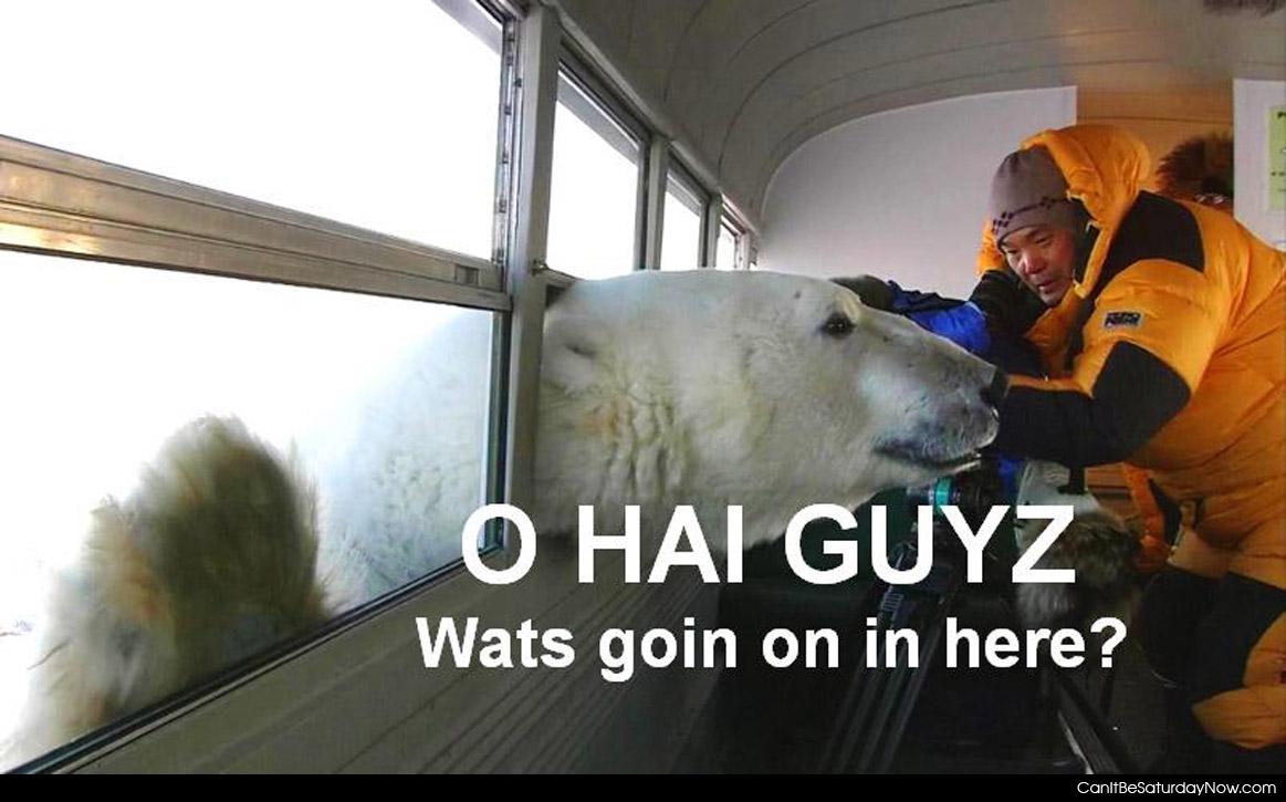 Polar bear hi - the polar bear says hi