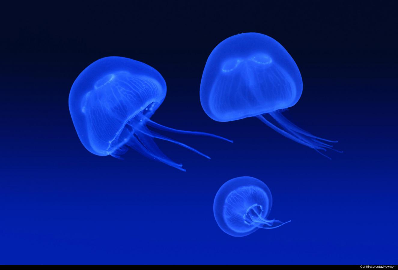 Blue jellyfish - always cool to look at