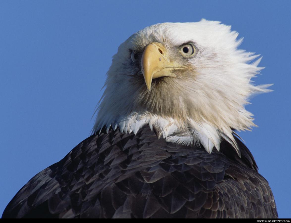 Bald eagle - one bald eagle