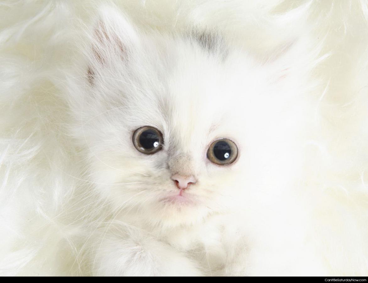 White kitty - a very white kitty