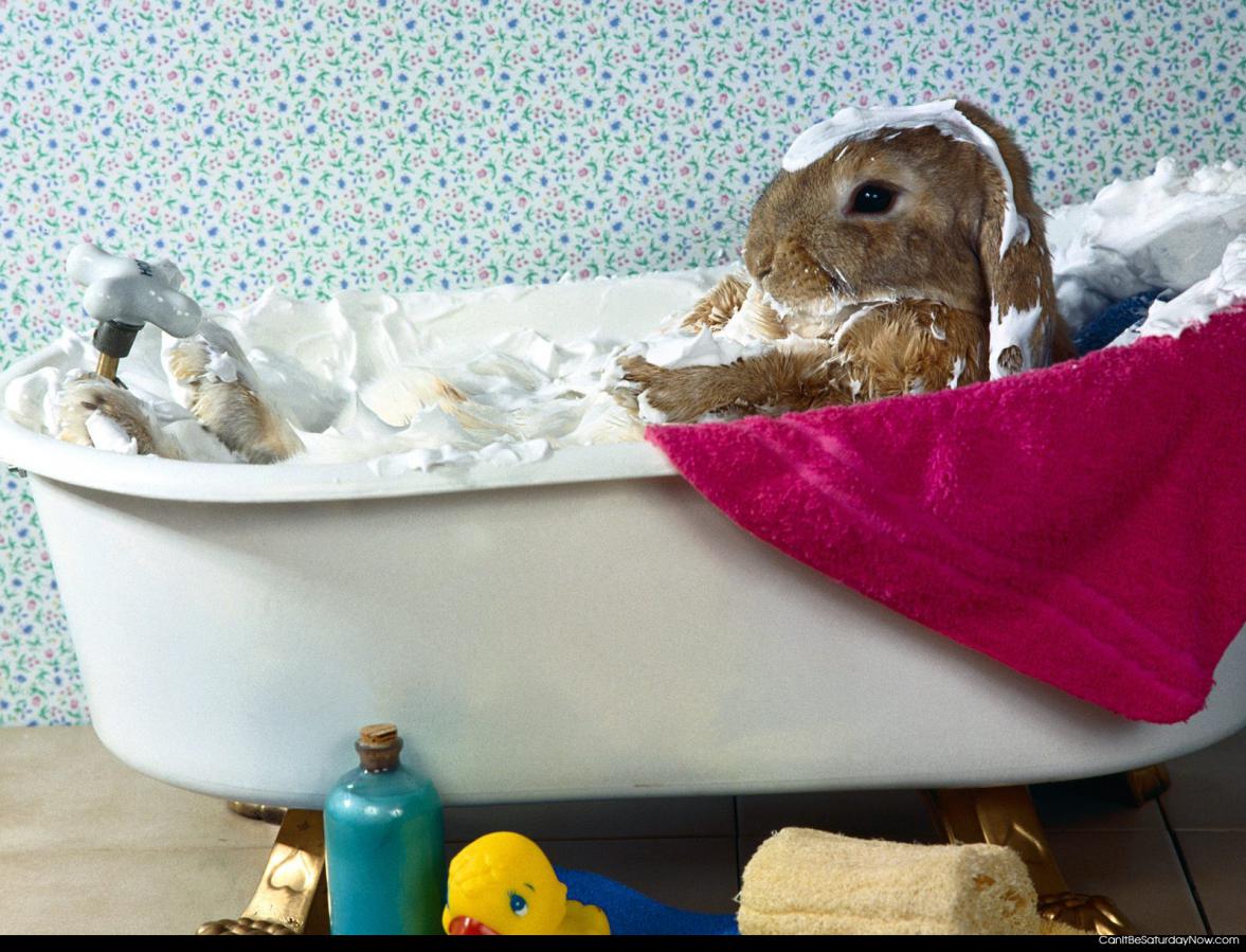 Bunny bath - one cute bunny taking a bath