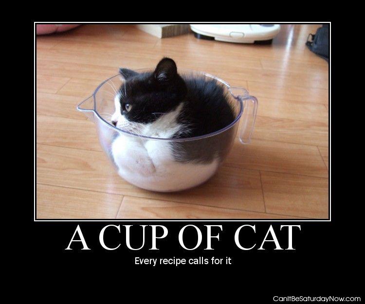Cup of cat - better than toe of man