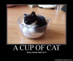 Cup of cat