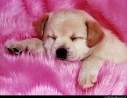 Dog in pink