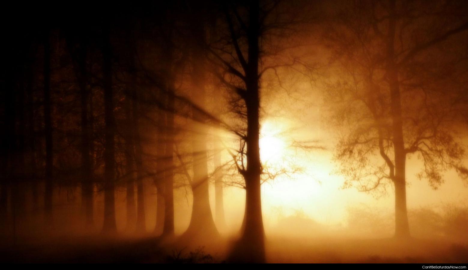 Creepy forest - creepy foggy forest
