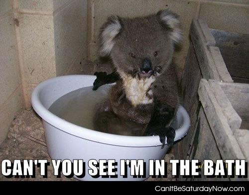 Koala bath - koala bear in the bath don't look