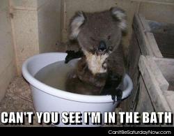 Koala bath