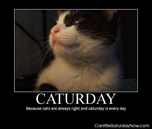 Caturday - it should be everyday