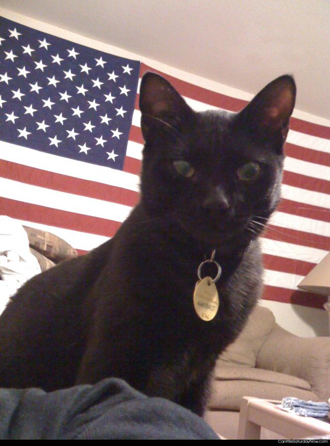 Kitty loves ameraca - Even kitty loves America