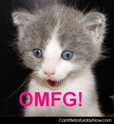 Omfg cat - cat is very surprised