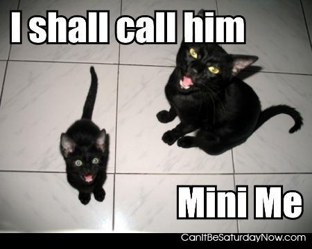 Mini me - Tiny kitty is mini kitty