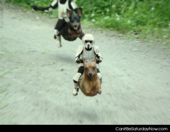 Storm dogs - Storm troopers riding dogs.