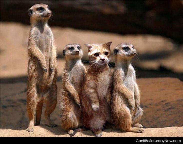 Meerkat - cat with some meerkats