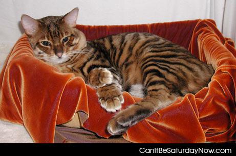 Tiger cat - this kitty looks like a tiger