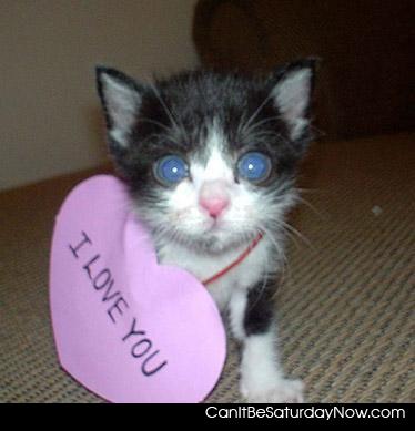 kitty loves you - This kitty loves you