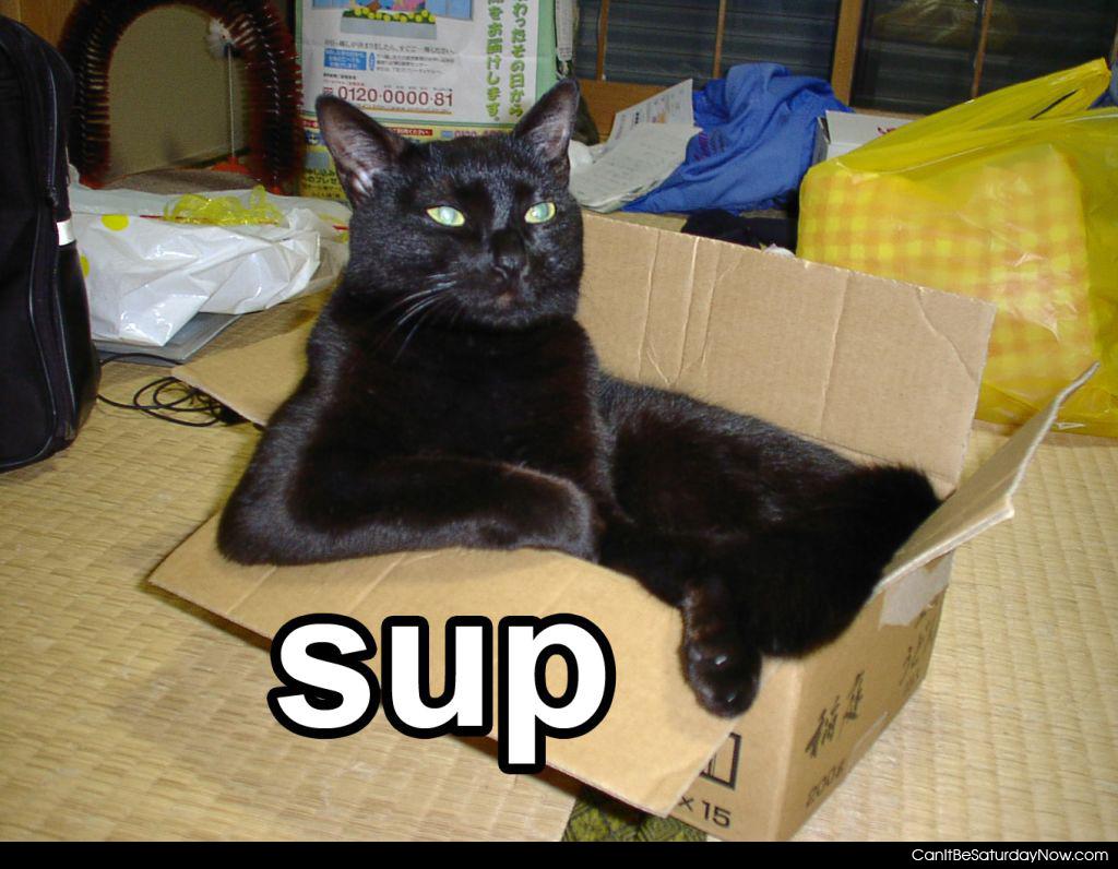Sup cat chilling - thing cat is chilling and whats to known whats up with you