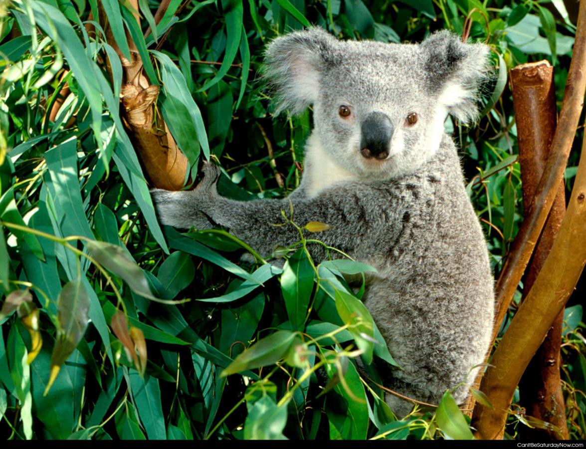 Koala bear - one cute koala bear
