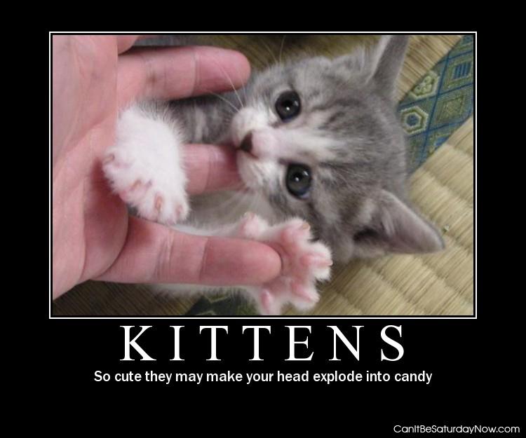 Kittens candy - so cute your head will turn to candy