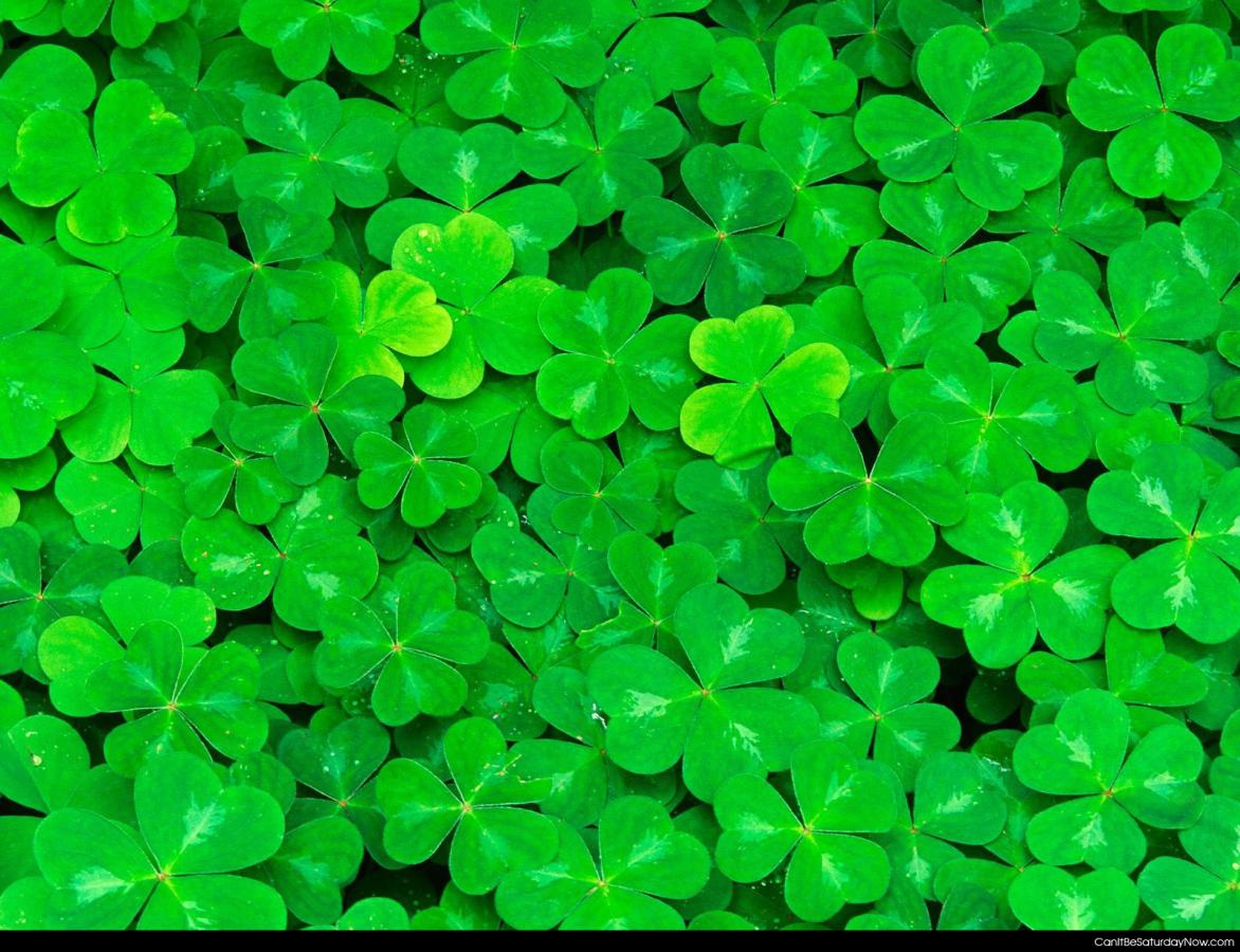 Clovers - lots of clovers
