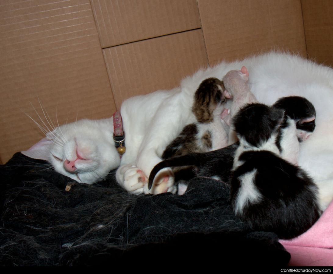 Not mom - those are some colorful kittens from an all white mom.