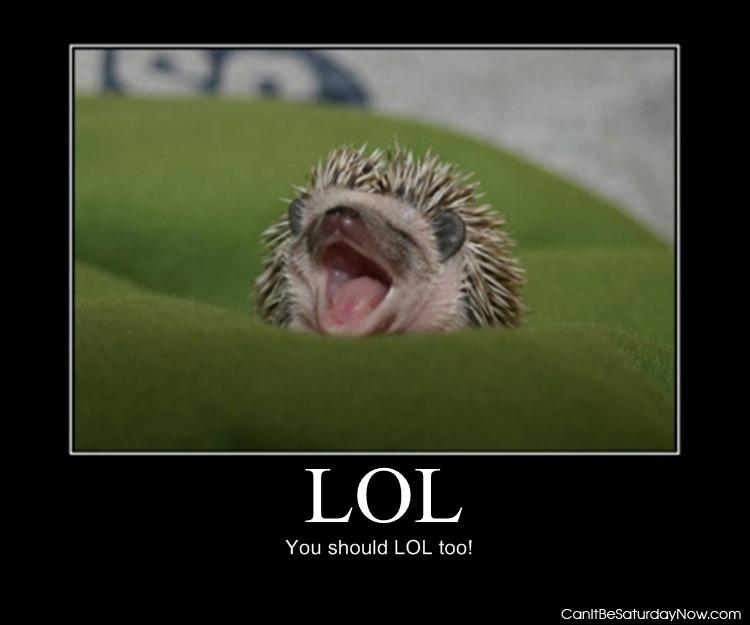 Lol porcupine - this porcupine is laughing
