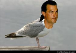 Mr seagull