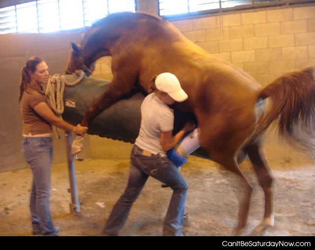 Bad Job - you thought your job was bad try whacking off a horse.
