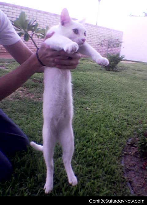 Baby longcat - Long cat as a baby