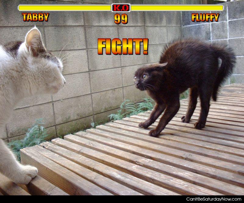 Tabby vs fluffy - kitty fight