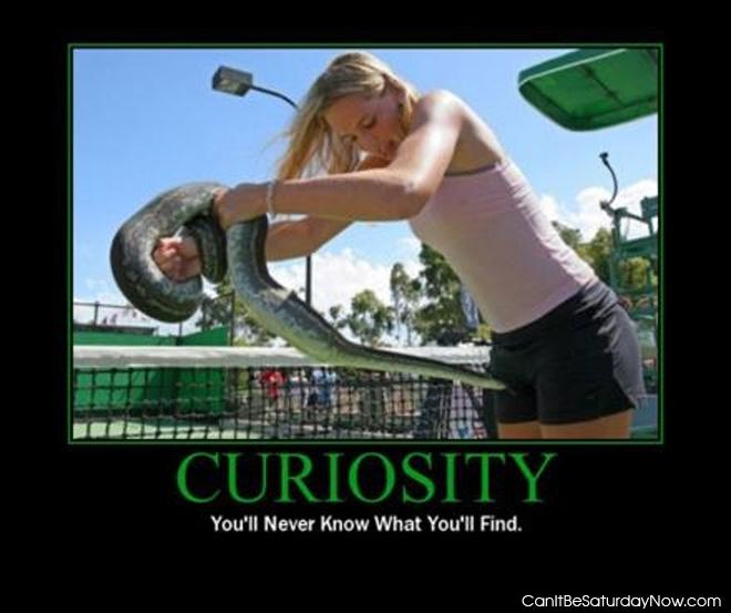 Curiosity snake - he wants to find something out