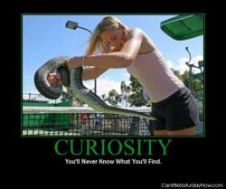 Curiosity snake