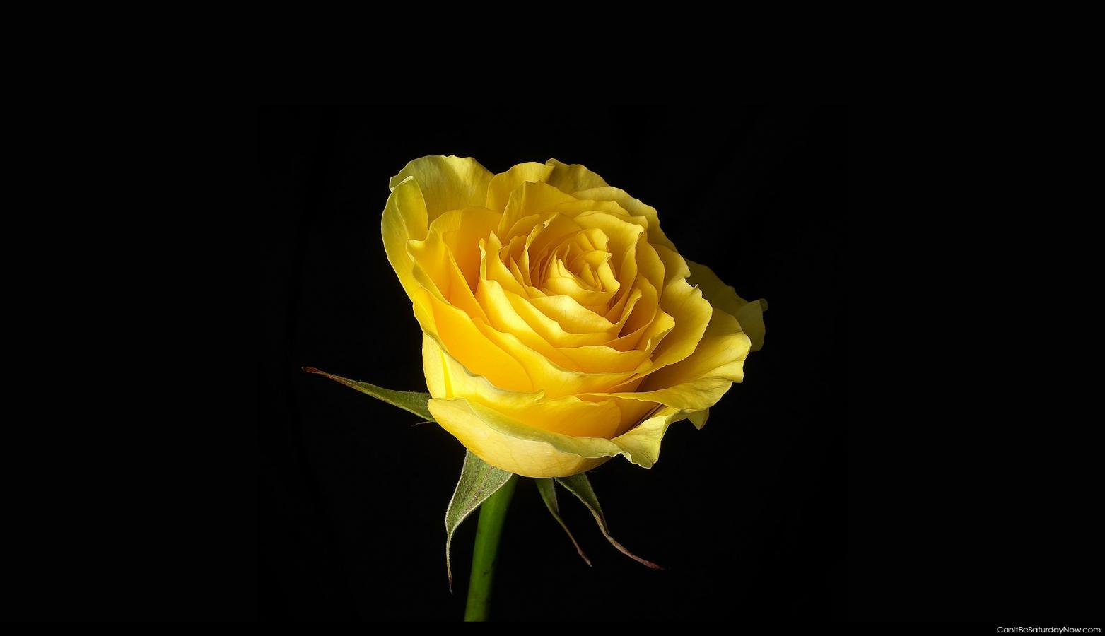 Yellow rose - one yellow rose