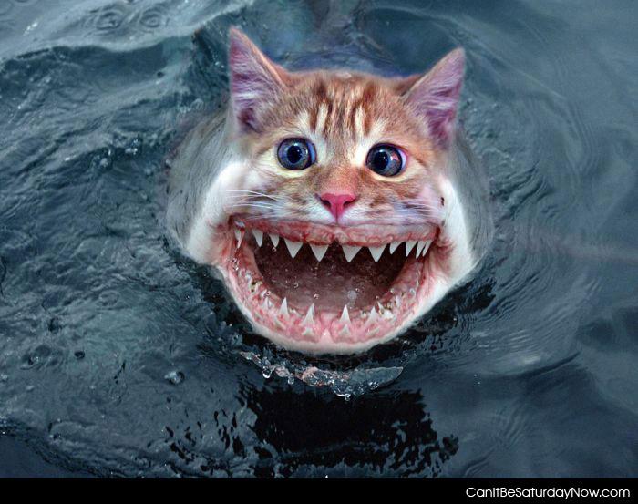Cat shark - cat shark