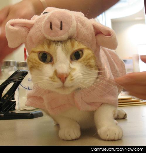 Pig cat - this cat is a pig