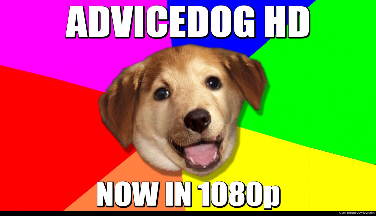Advice dog in hd - 1080P Worth of advice