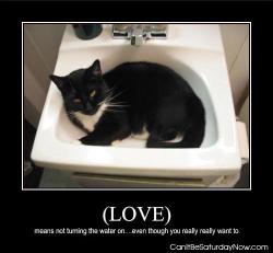 Sink kitty