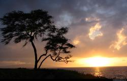 One tree sun set