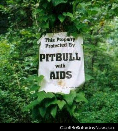 Pitbull with aids - watch out