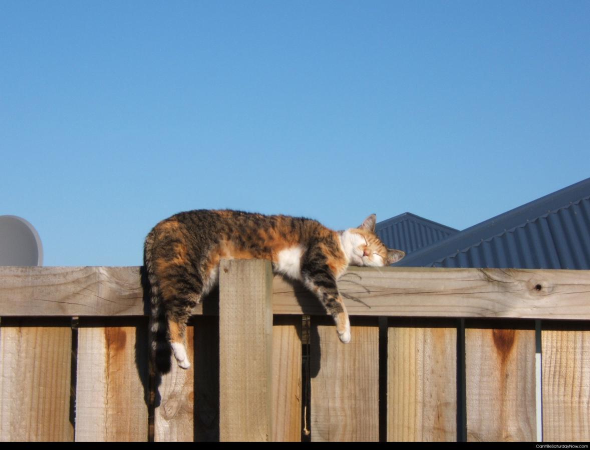 Fence cat - fence cat is not a good watch cat