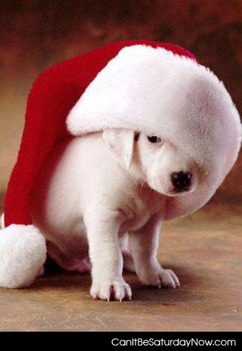 Santa dog - Dog with Santa hat