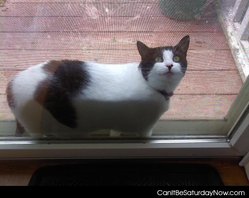 Stuck cat - cat is stick between window and screen