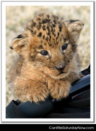 Leopard kitty - one cute leopard kitten