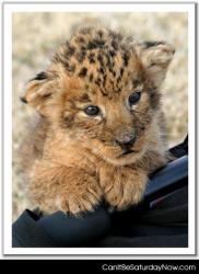 Leopard kitty