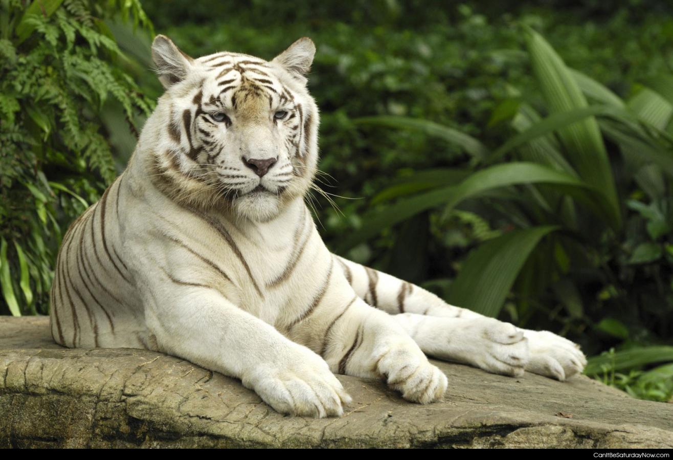White Tiger - Big kitty