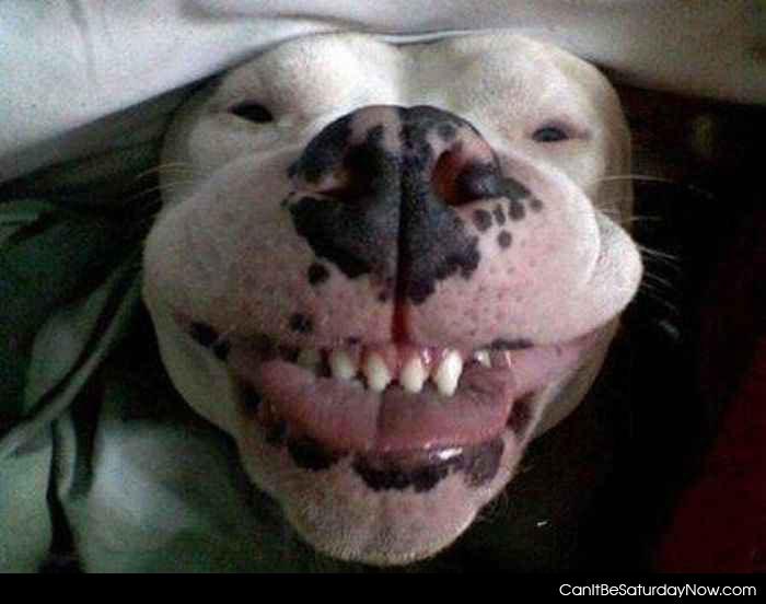 Happy dog 2 - one happy dog face