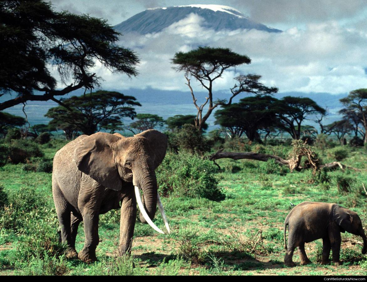 Elephants - Elephant mom and baby
