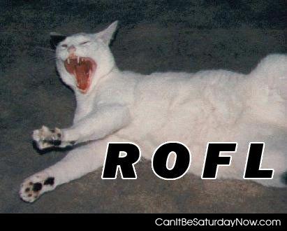 Rofl cat - this cat fell on the floor laughing so hard