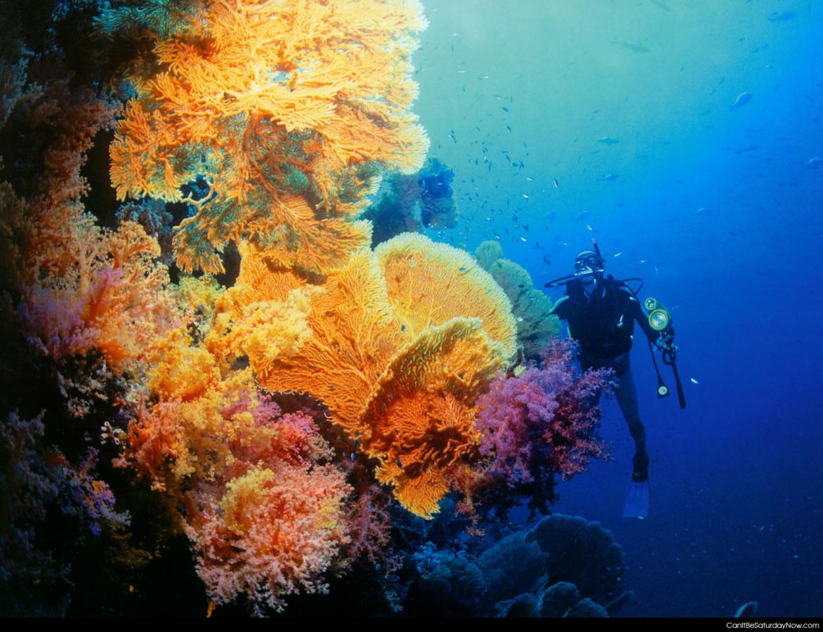 Coral reef - colorful coral reef