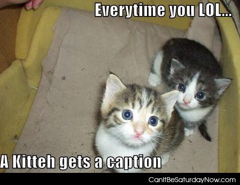 Lol caption - if you lol a cat gets a caption