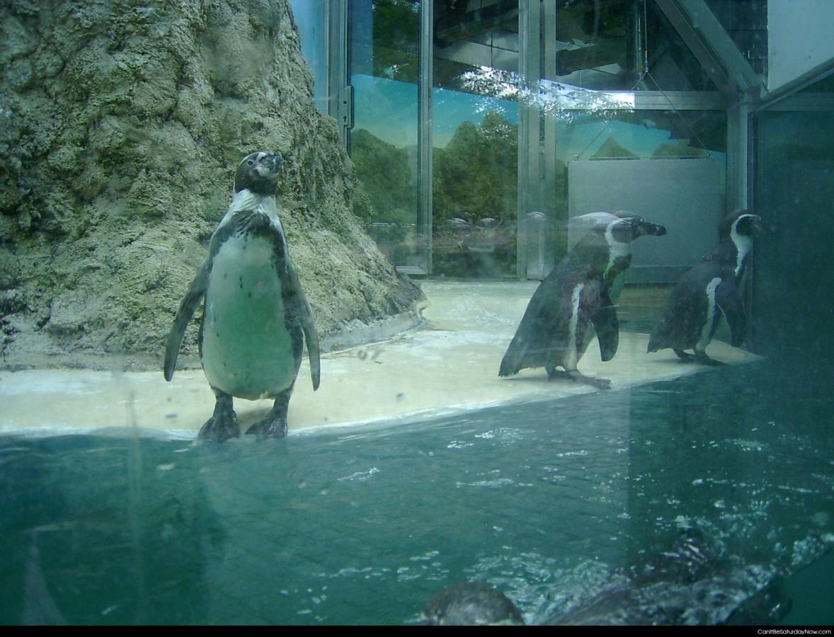 Penguins in the zoo - penguins chilling in the zoo
